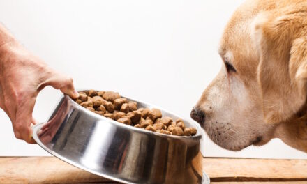 Keeping tabs on premium pet food trends